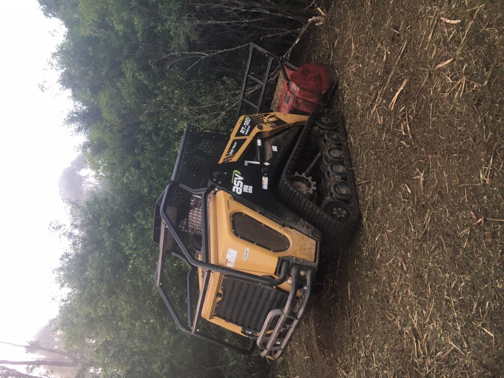 Mulching African Olive at Cambelltown NSW